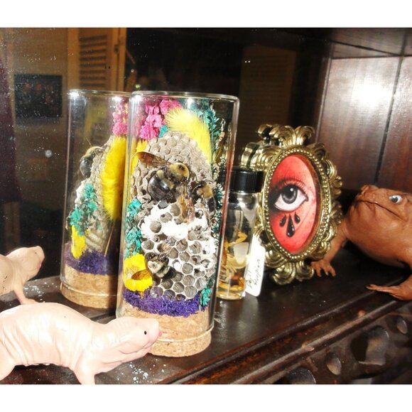 Wasp Nest & Carpenter Bee Oddity Jar curiosity dome hive insect taxidermy goth - Picture 11 of 16
